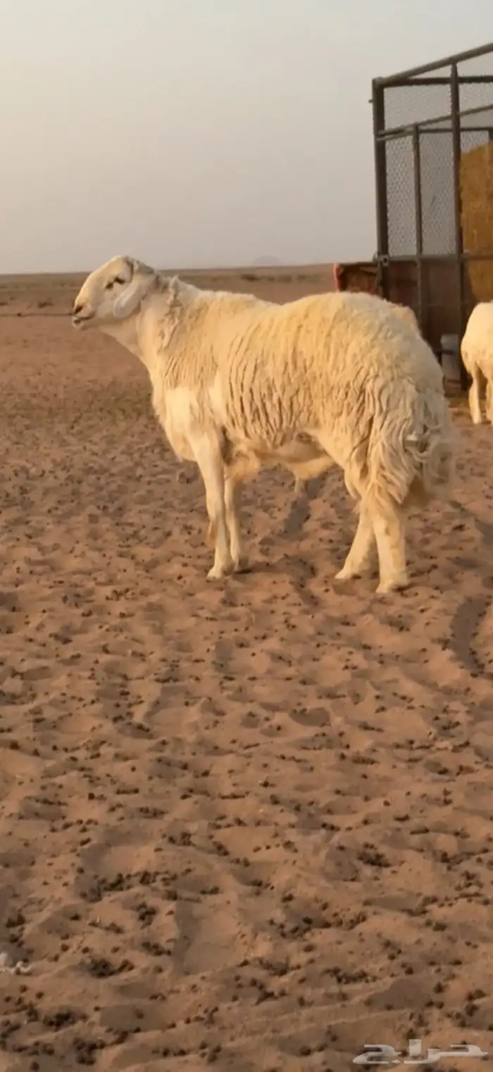 طلي صنف الصنف مشروط 1