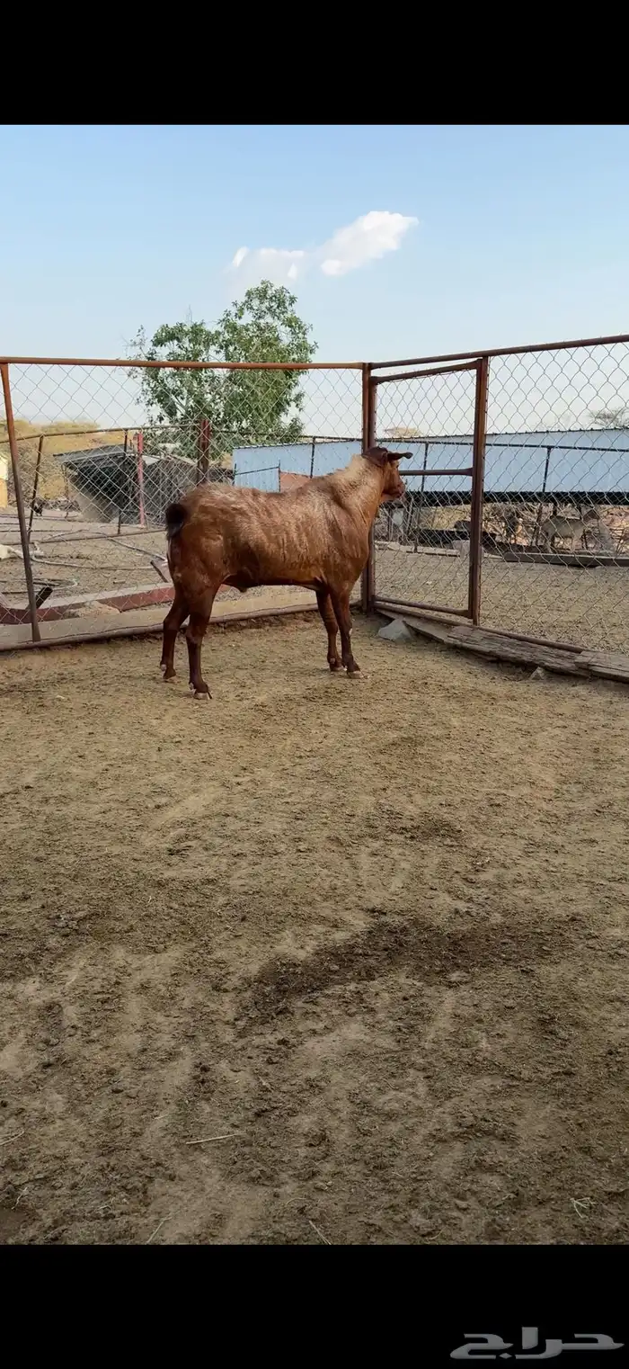 تيس فحل مشروط صحه واضراب 1