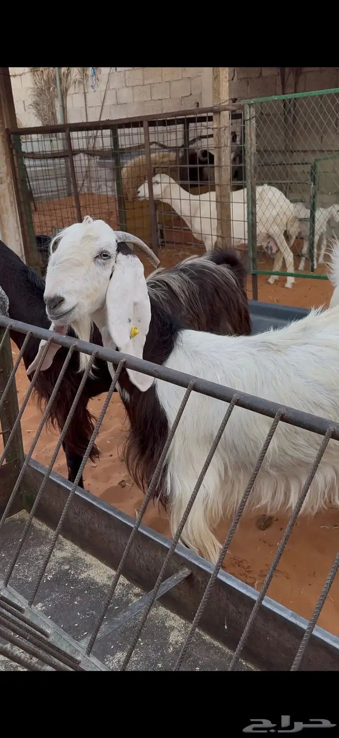 معزا دفيع فحص سونار 2 حصيب ووحده باقي لها حول شهرين 0