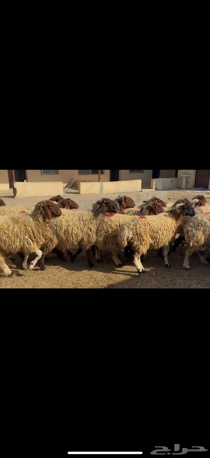 غنم نعيم دفيع 2