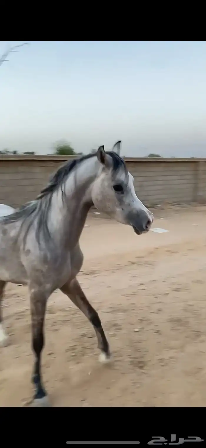 مهره شعبيه 5