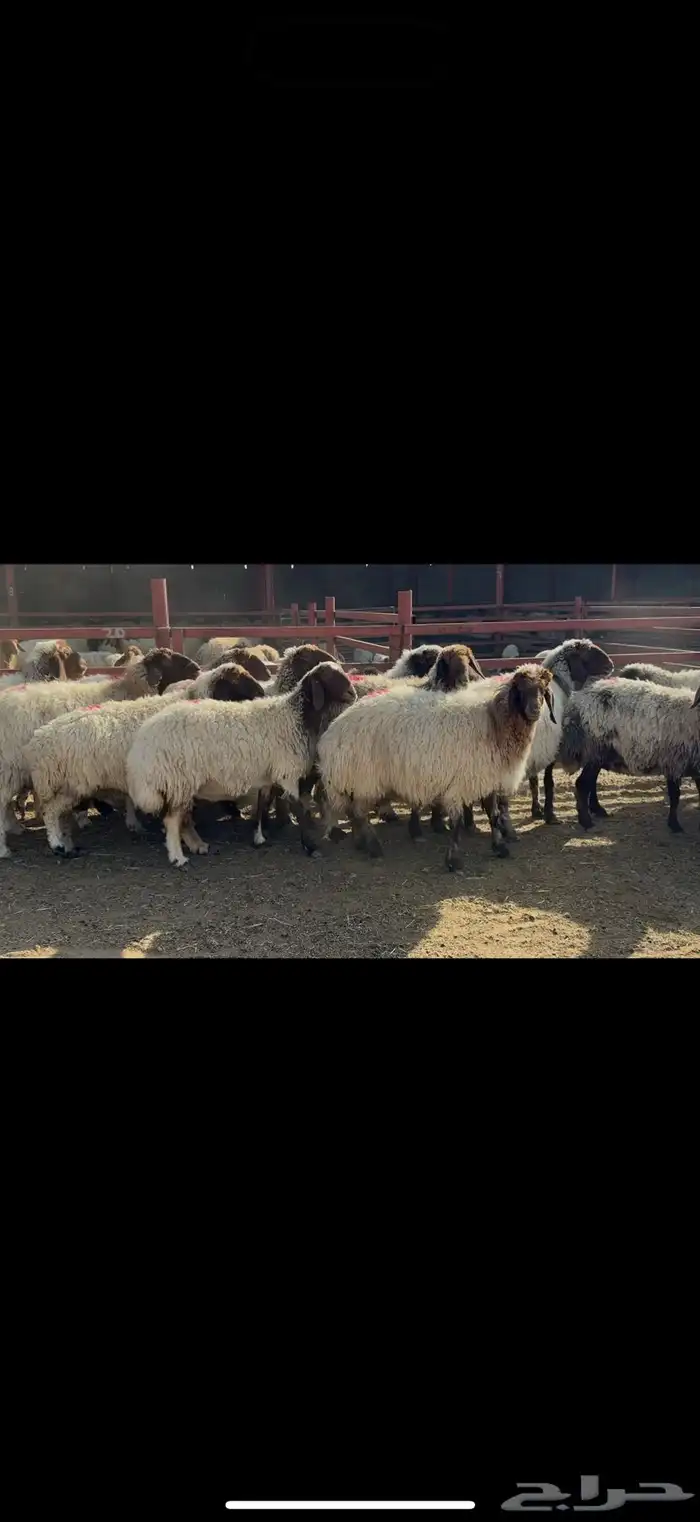 غنم نعيم دفيع 3