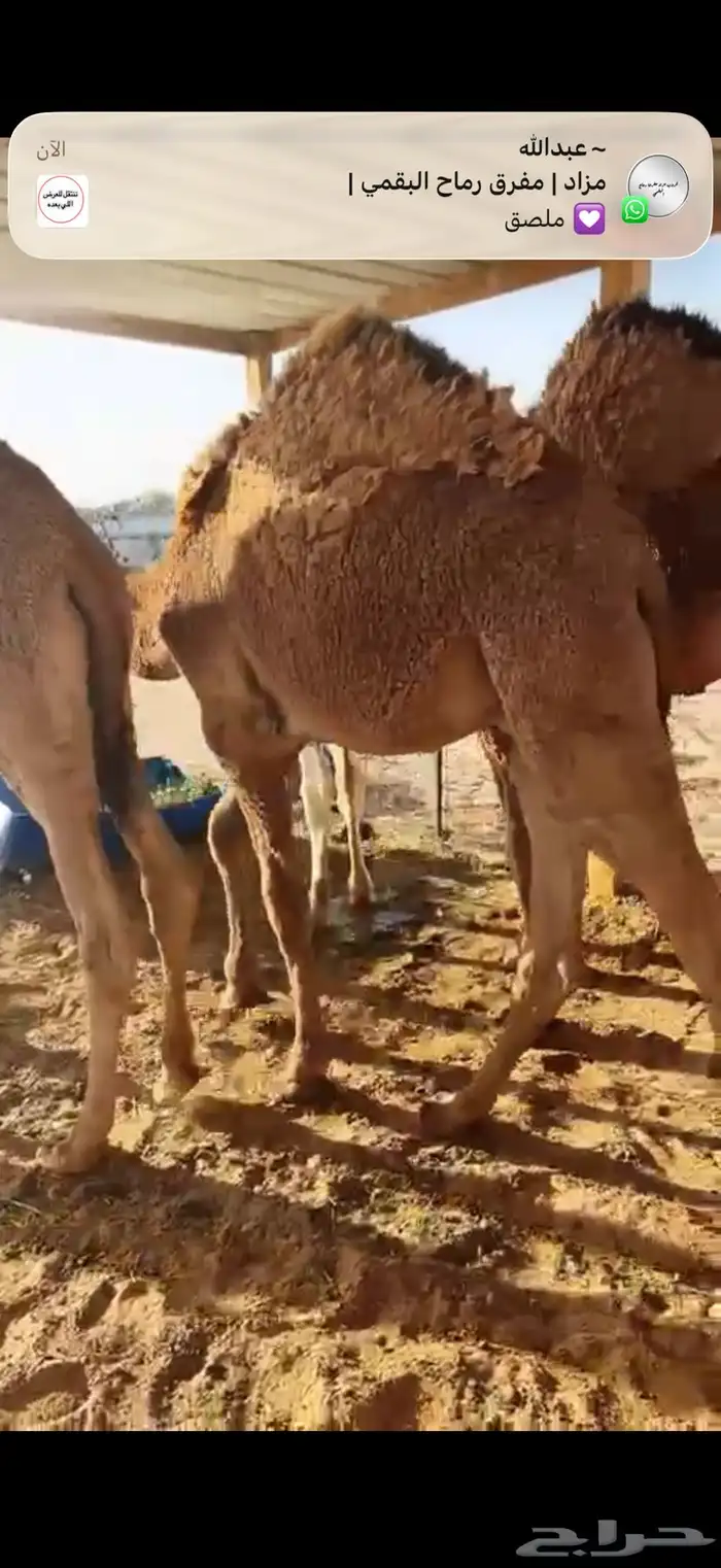 حشو قصب شرق الرياض 5