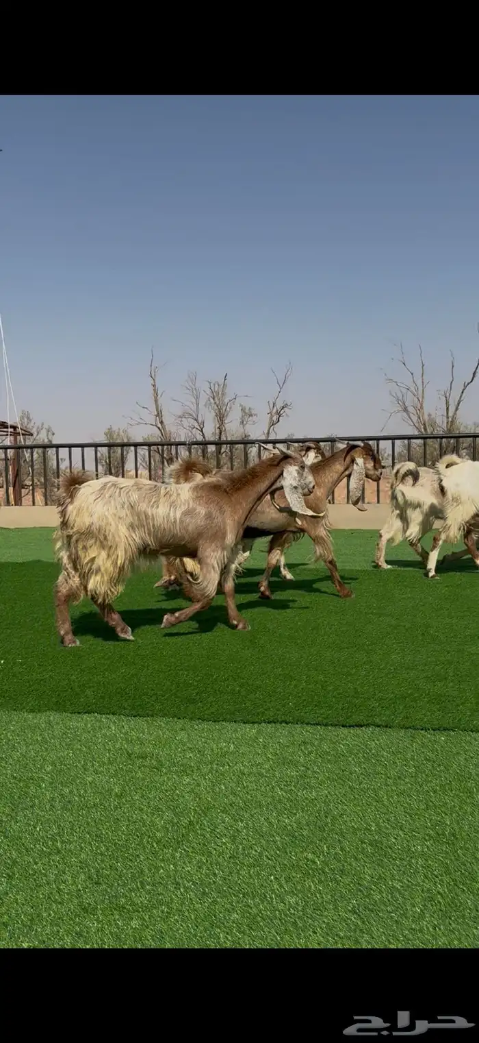 معزا صنف مواليد ودفيع 2