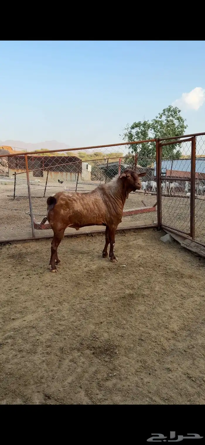 تيس فحل مشروط صحه واضراب 3