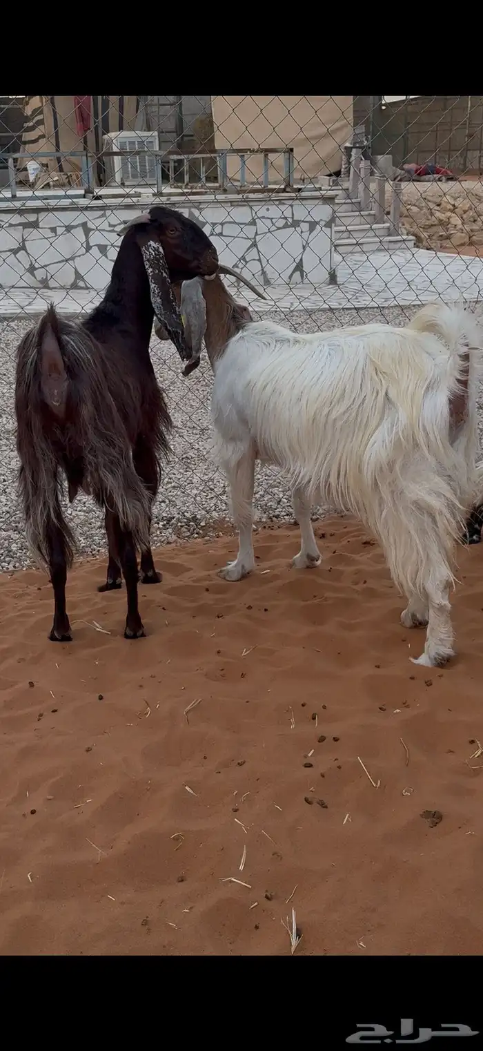 معزا دفيع فحص سونار 2 حصيب ووحده باقي لها حول شهرين 5