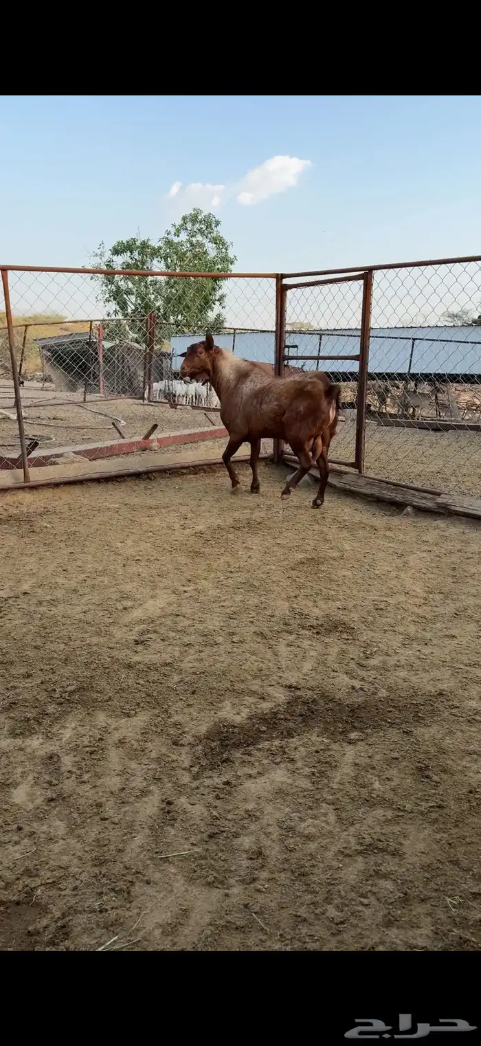 تيس فحل مشروط صحه واضراب 0