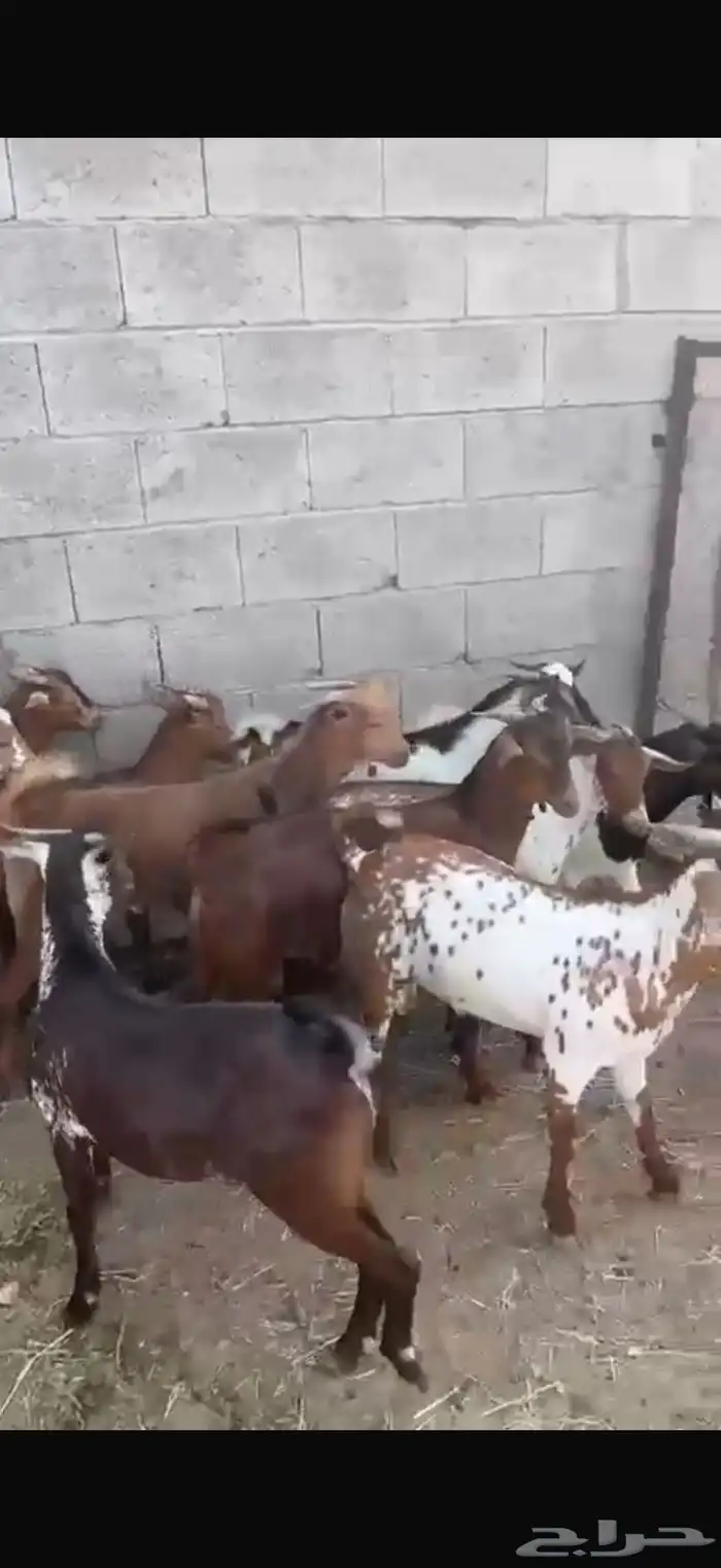 تيوس بلدي للبيع 3