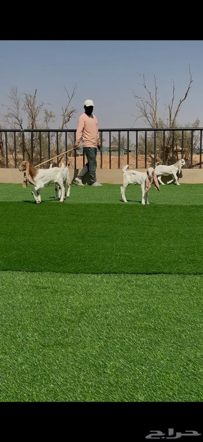 معزا صنف مواليد ودفيع 12