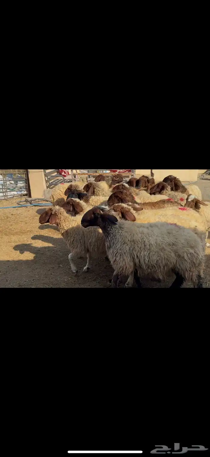 غنم نعيم دفيع 1