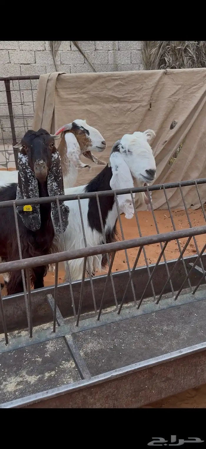 معزا دفيع فحص سونار 2 حصيب ووحده باقي لها حول شهرين 4