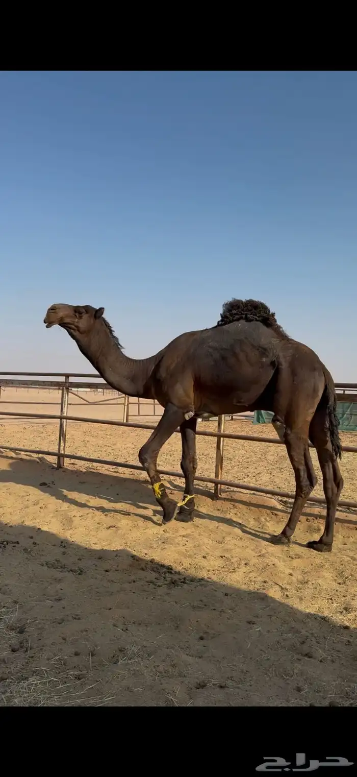 للبيع بعير مجهم سنه ثني سلالة حاكمان 1
