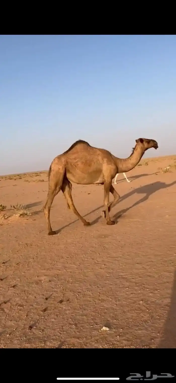 بكره صفرا كفو 1