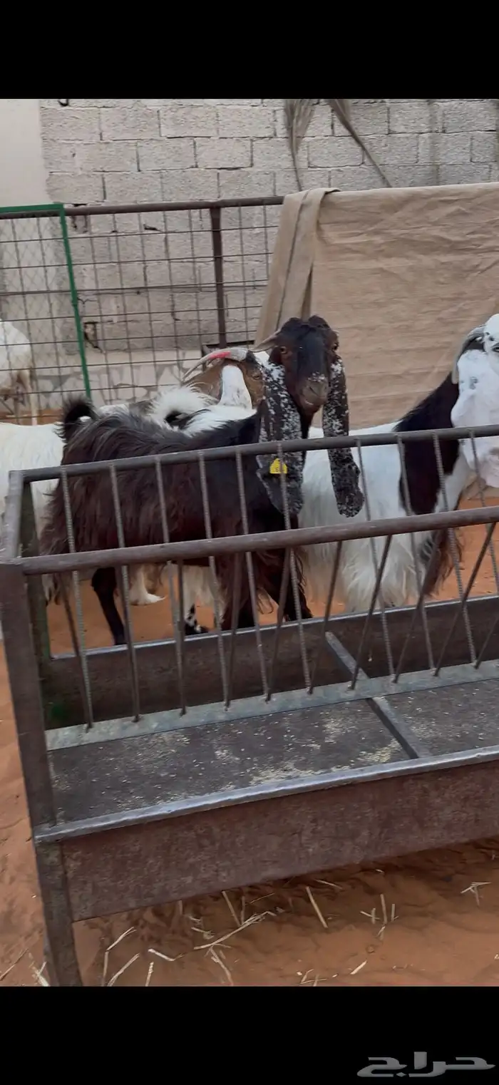 معزا دفيع فحص سونار 2 حصيب ووحده باقي لها حول شهرين 1