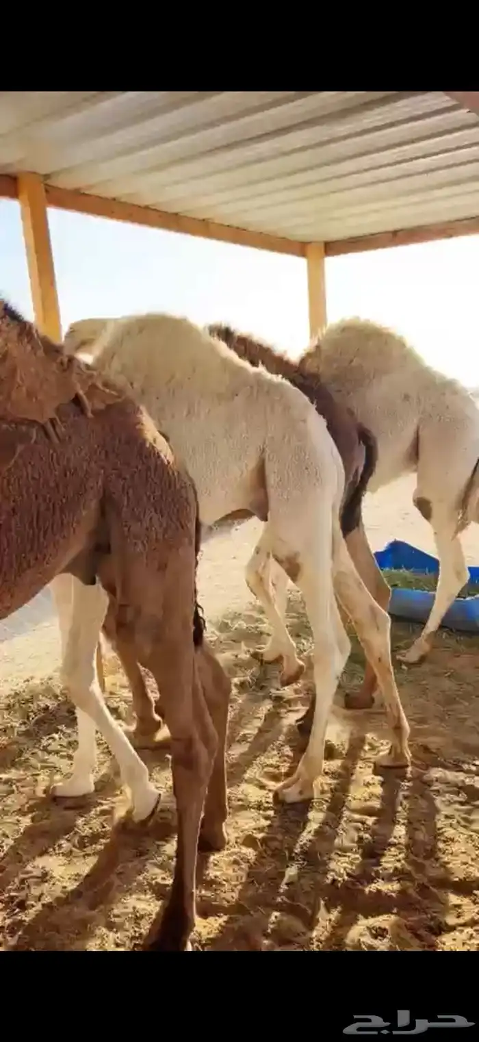 حشو قصب شرق الرياض 0