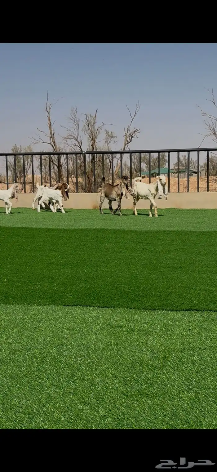 معزا صنف مواليد ودفيع 11