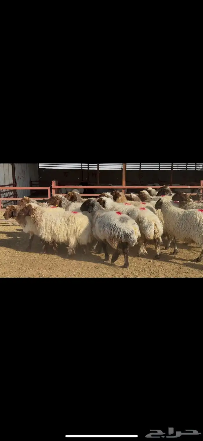 غنم نعيم دفيع 2