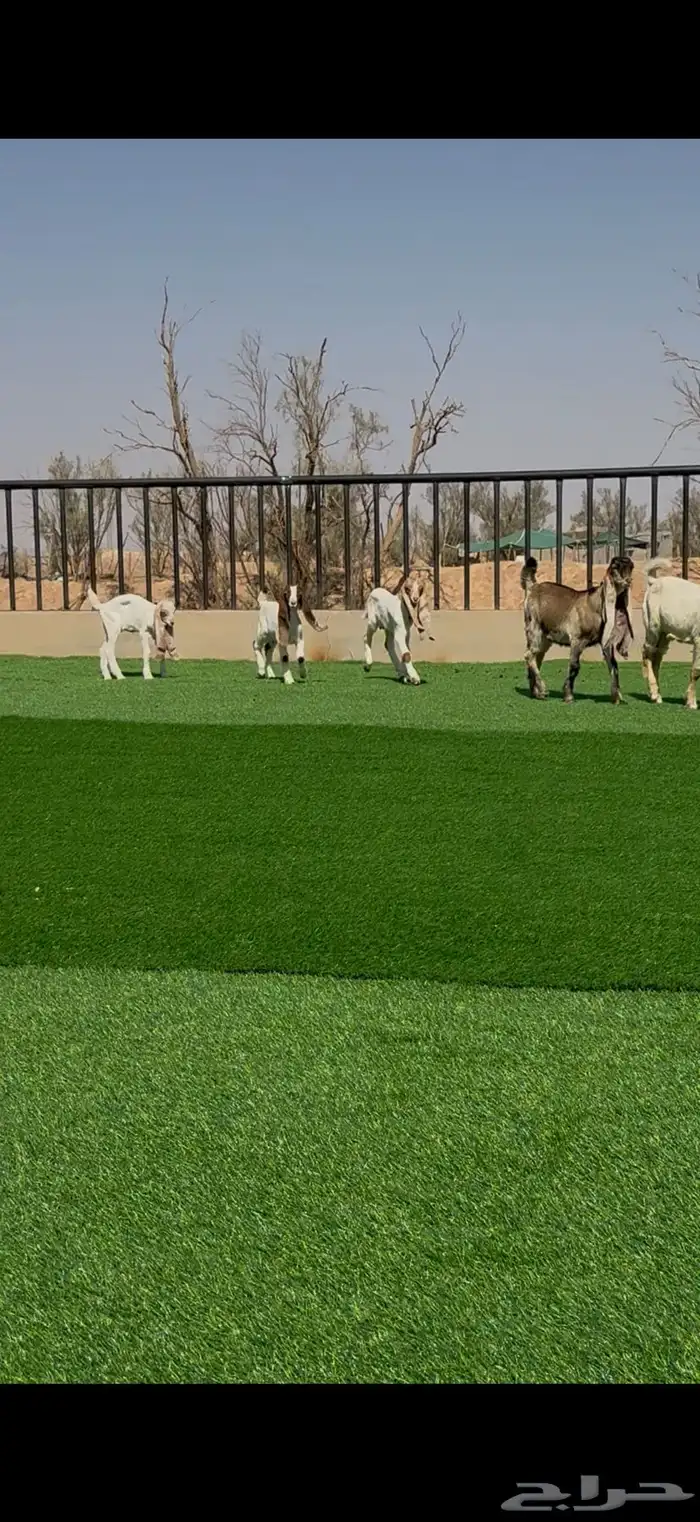 معزا صنف مواليد ودفيع 10