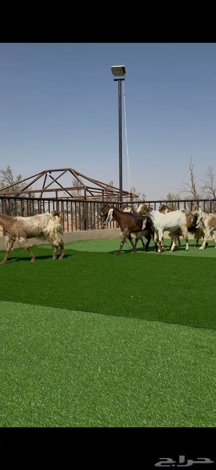 معزا صنف مواليد ودفيع 3