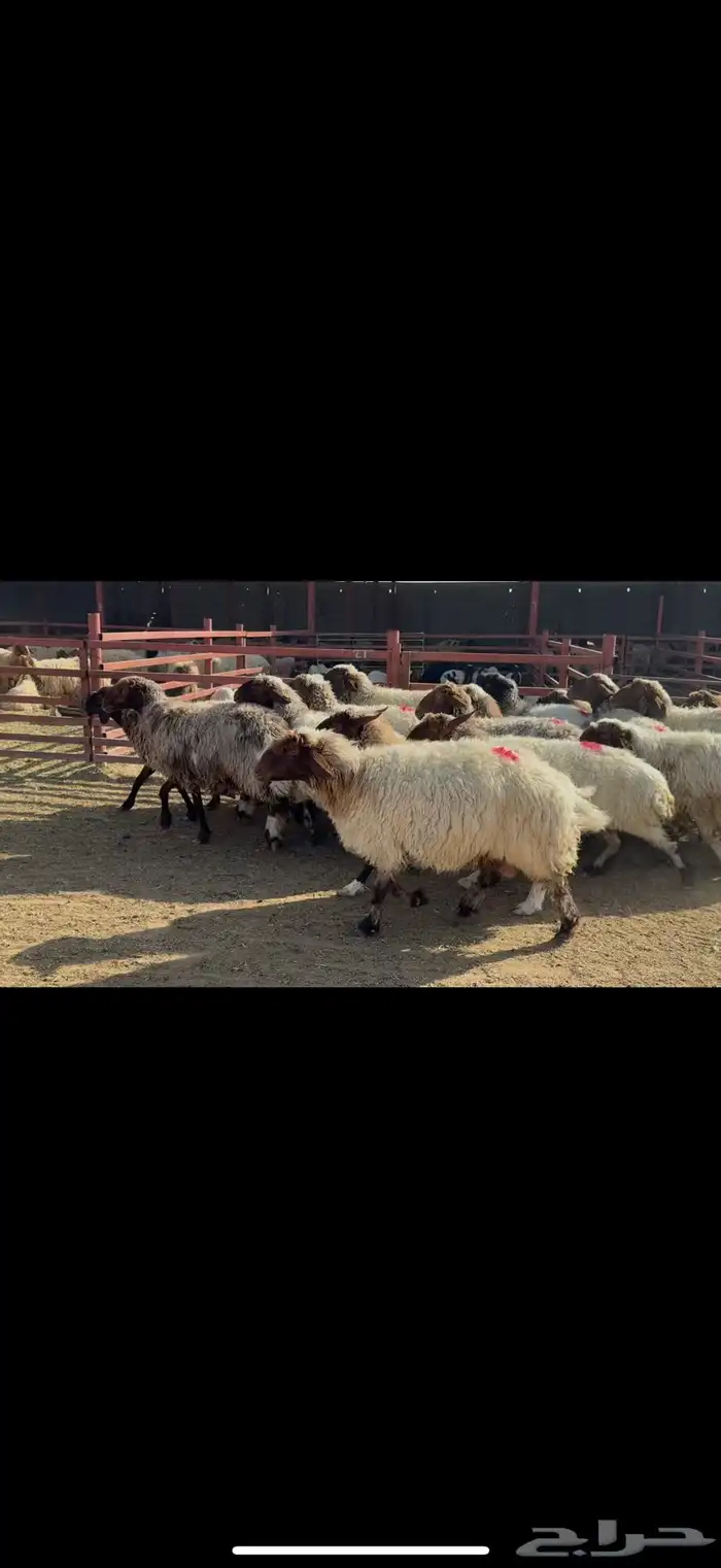 غنم نعيم دفيع 5