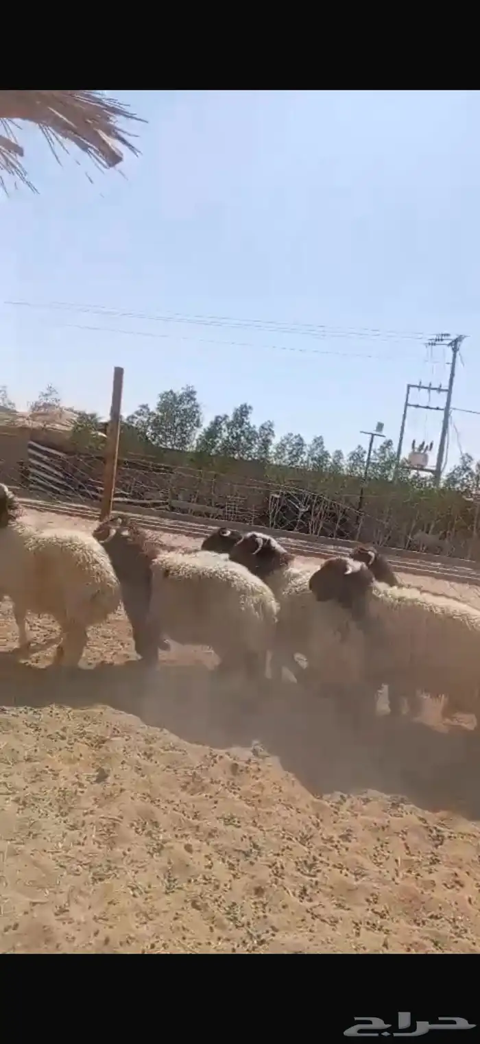 نعيمي بلدي بري مشروط 1