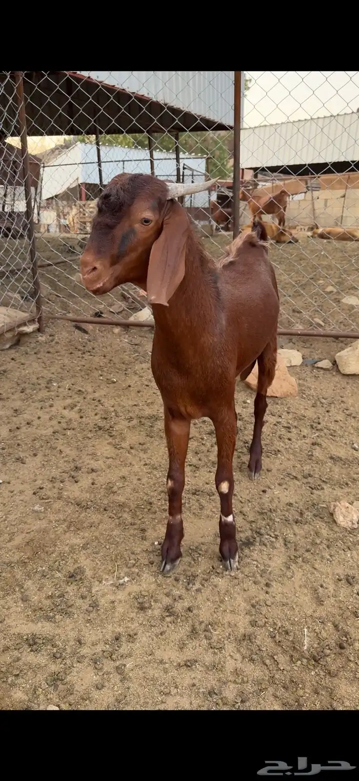 مشروع فحل مطور 2