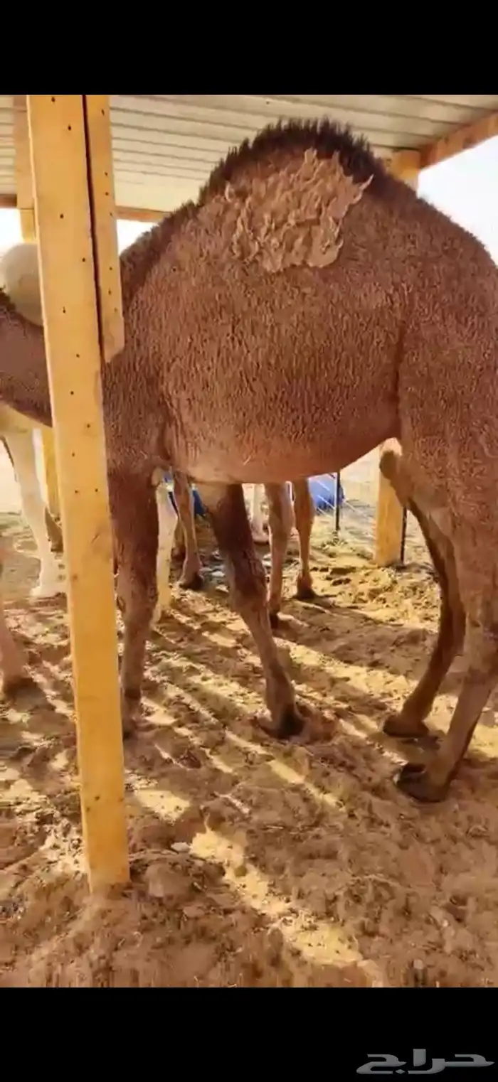 حشو قصب شرق الرياض 2