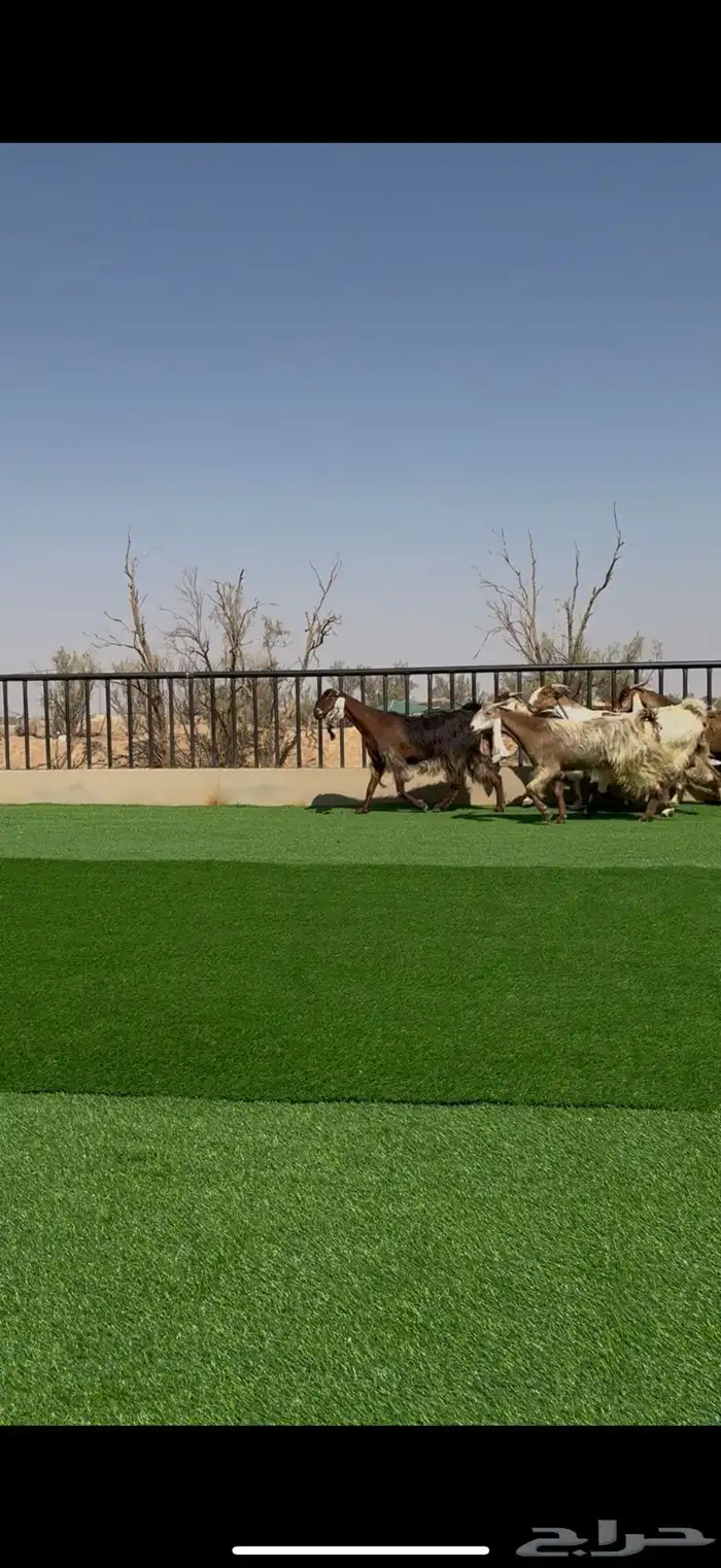 معزا صنف مواليد ودفيع 7