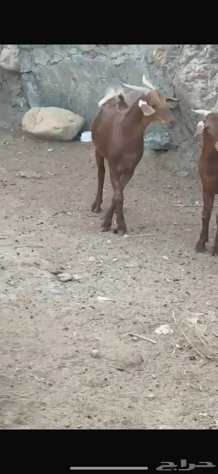 تيوس بلدي للبيع 7