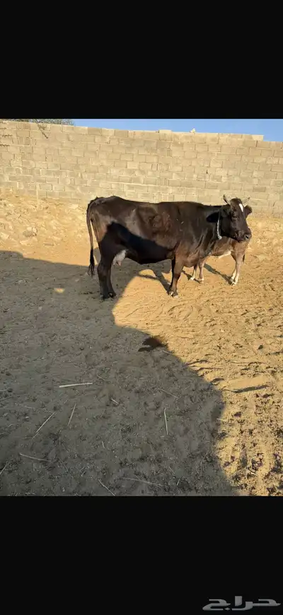 بقر الماني بيور index