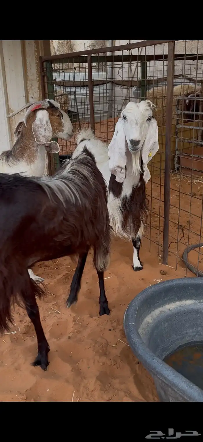 معزا دفيع فحص سونار 2 حصيب ووحده باقي لها حول شهرين 6