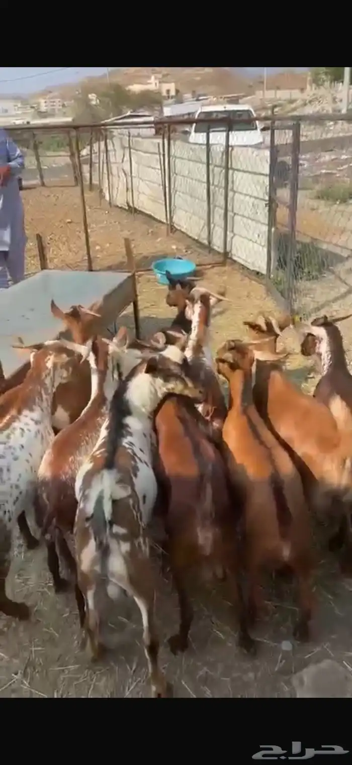 تيوس بلدي للبيع 2