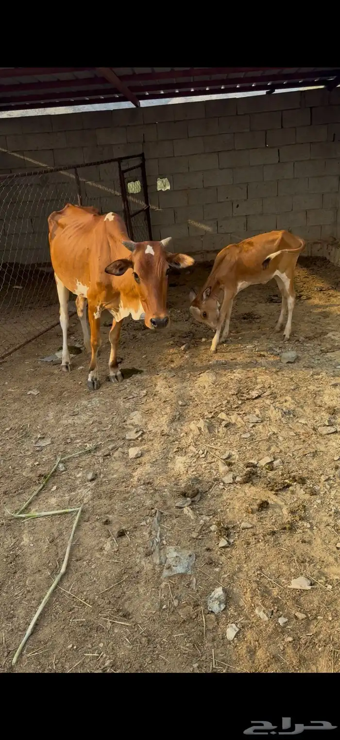 ثلاث بقر ثنتين تحته إناثي واحده دافع كلها سدسان 0