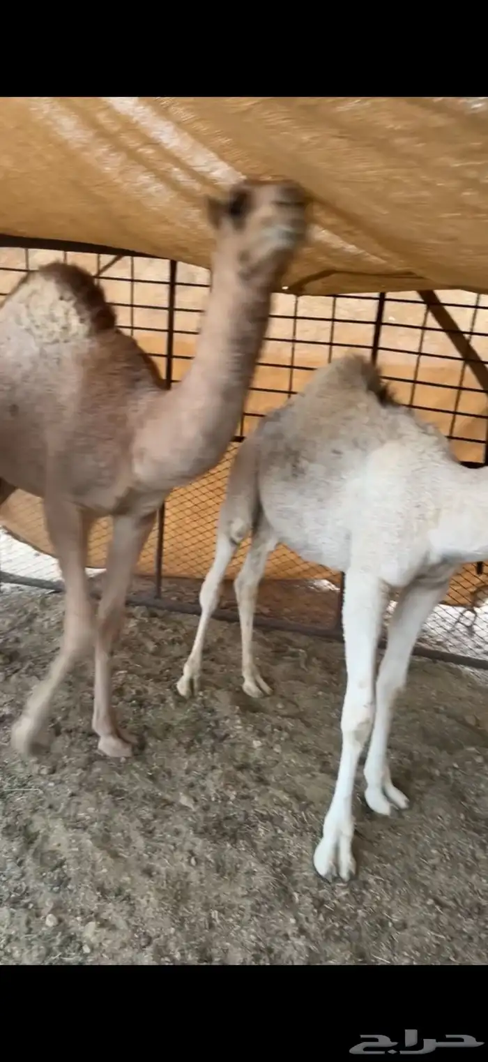 حشو طيبه 2