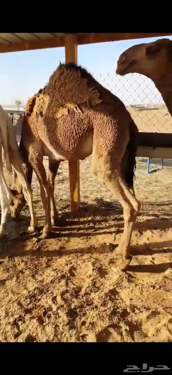 حشو قصب شرق الرياض 4