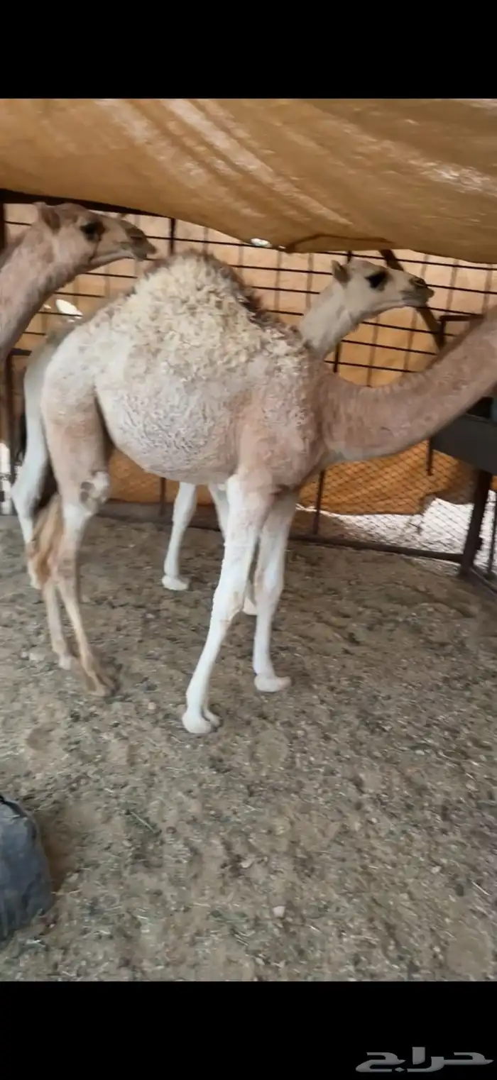 حشو طيبه 4