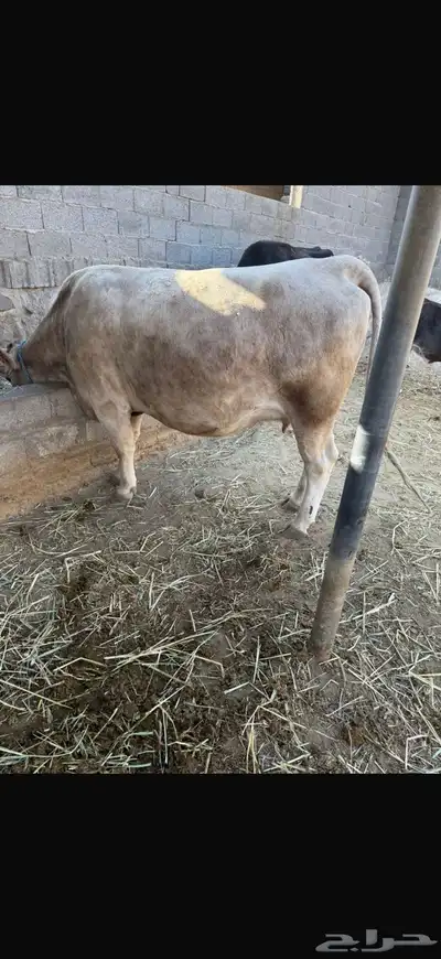 بقر الماني بيور index