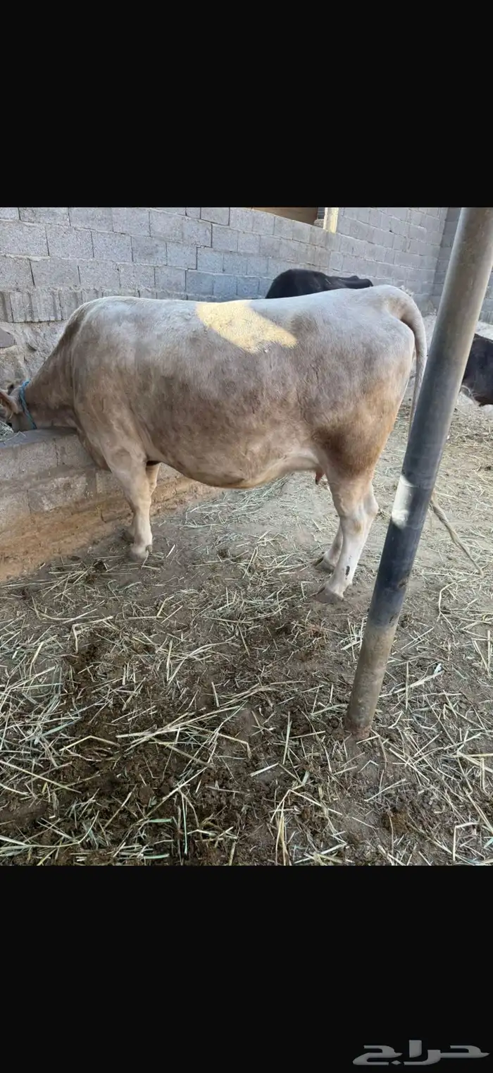 بقر الماني بيور 1