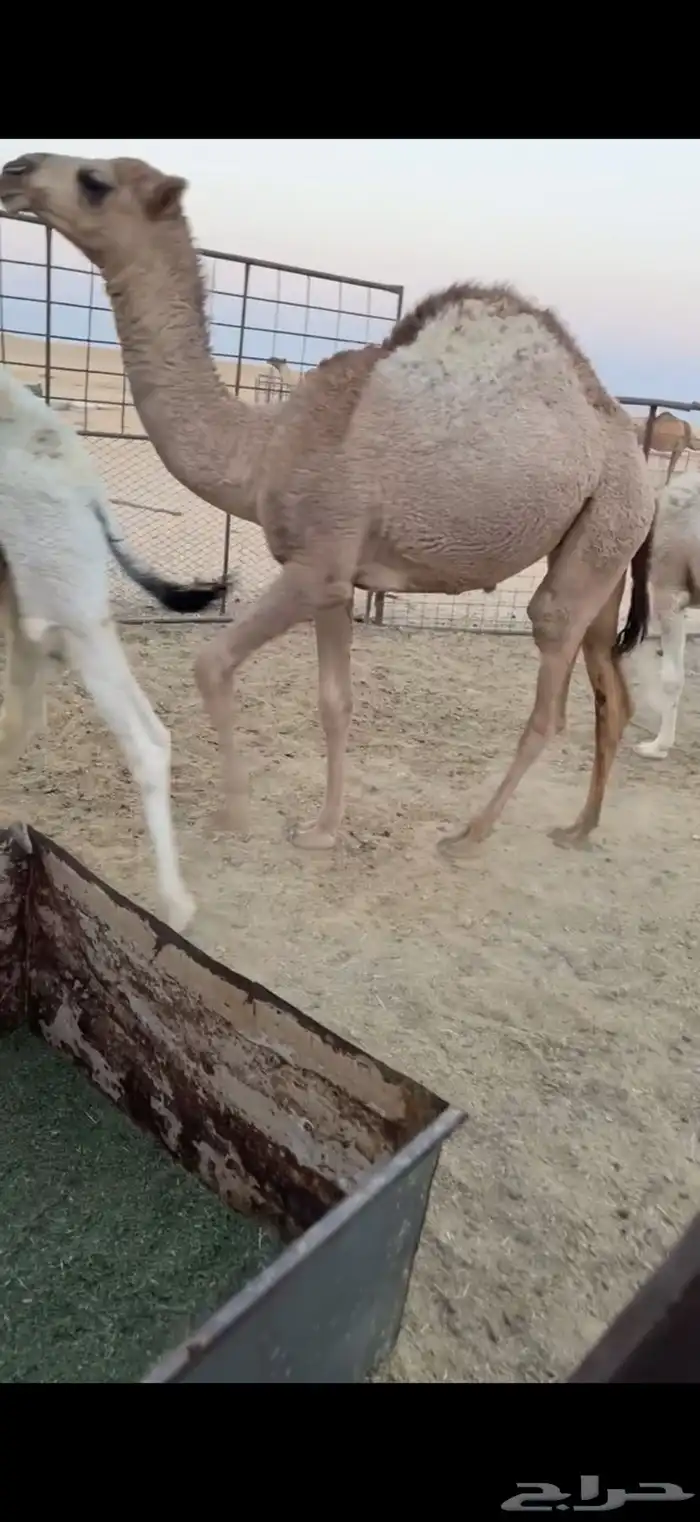 حشو طيبه 0