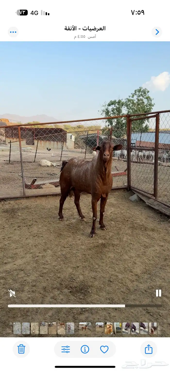 تيس فحل مشروط صحه واضراب 4