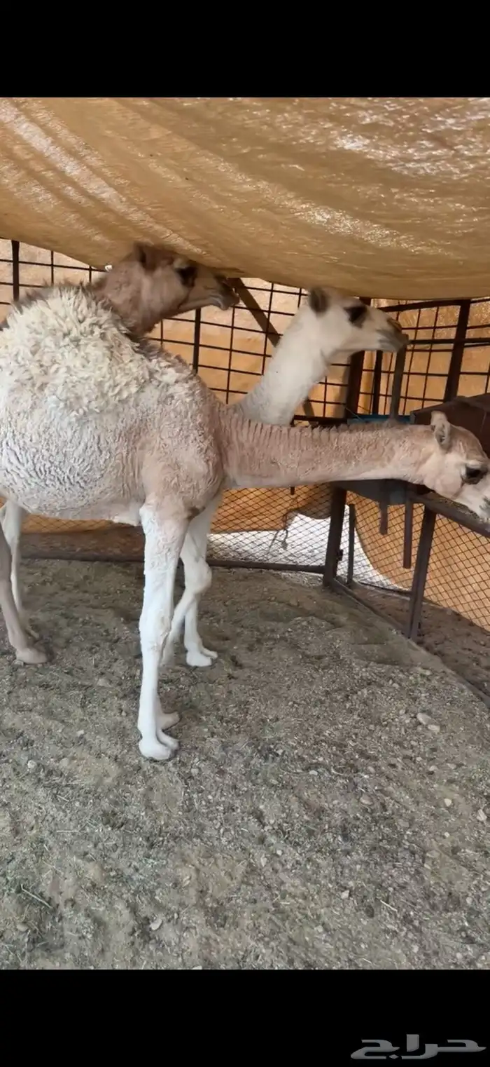 حشو طيبه 3