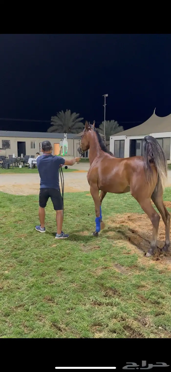 مهره حفيده ابطال من الاب والام 0