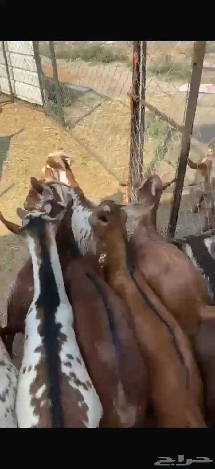 تيوس بلدي للبيع 4