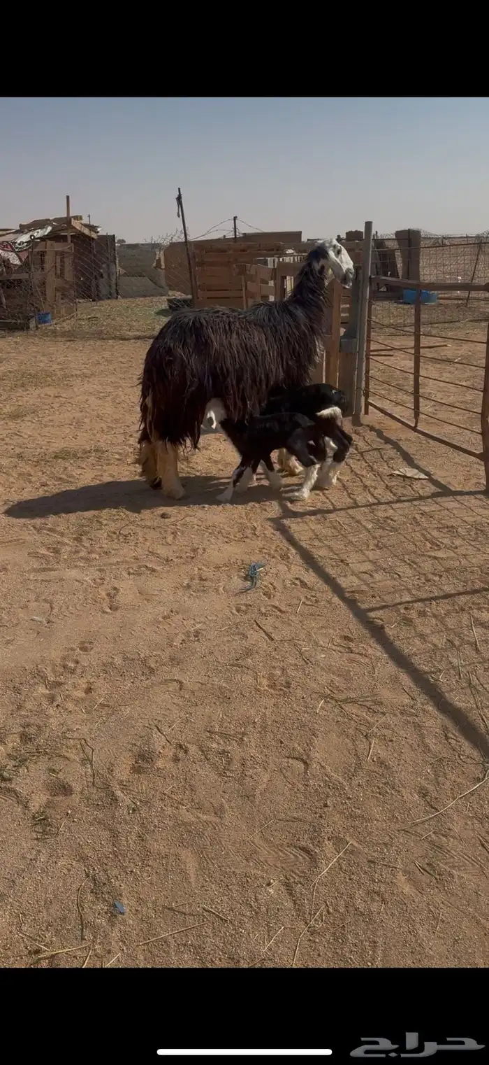 نجديه خلفه معها طلي ورخل 2