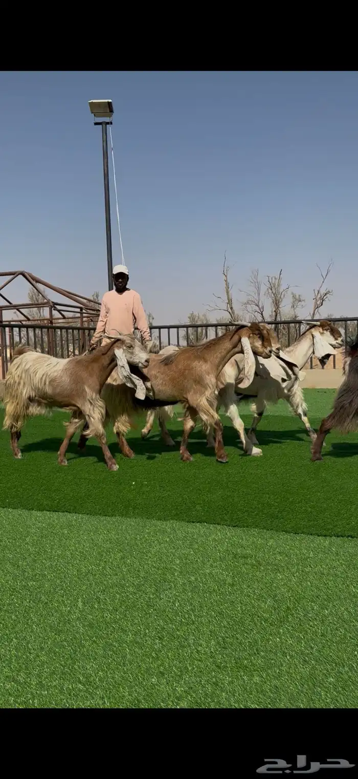 معزا صنف مواليد ودفيع 8