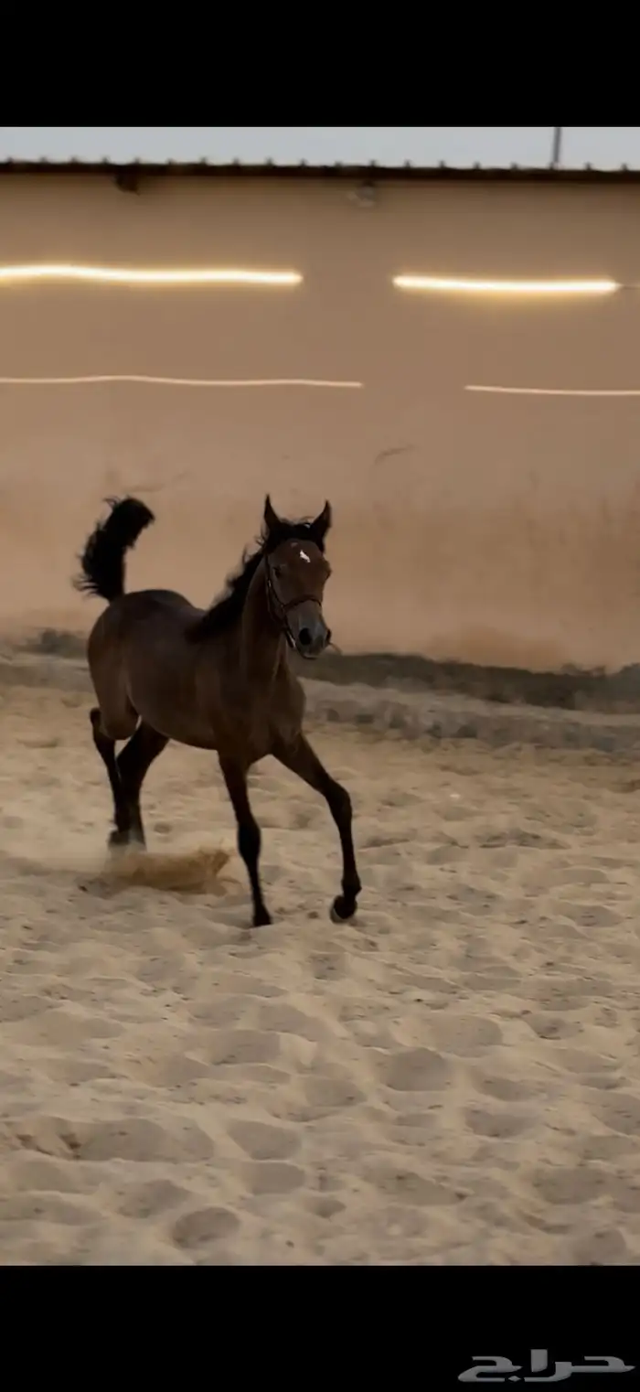 مهره شعبيه و ابوها واهو و دهماء شعبيه و عمرها 8 شهور 1