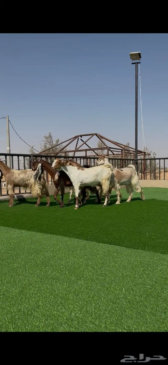 معزا صنف مواليد ودفيع 4