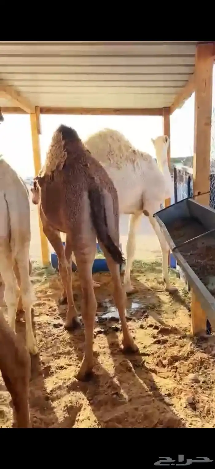 حشو قصب شرق الرياض 1