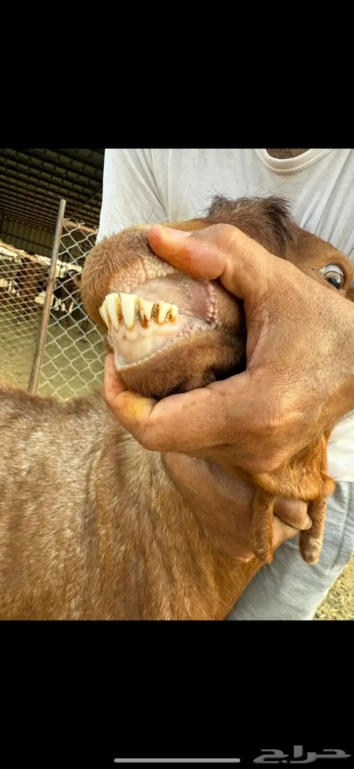 تيس فحل مشروط صحه واضراب 5