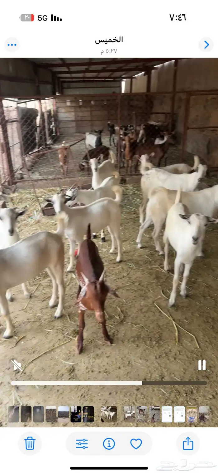 تيوس للبيع 2